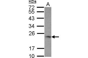 Image no. 1 for anti-Tumor Necrosis Factor (Ligand) Superfamily, Member 9 (TNFSF9) (AA 49-254) antibody (ABIN1501457) (TNFSF9 Antikörper  (AA 49-254))