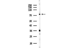 anti-N-Ethylmaleimide-Sensitive Factor (NSF) (Internal Region) antibody