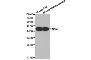 Western Blotting (WB) image for anti-Nicotinamide phosphoribosyltransferase (NAMPT) antibody (ABIN1873817) (NAMPT Antikörper)