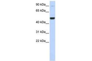 Image no. 1 for anti-Kinesin Heavy Chain Member 2A (KIF2A) (C-Term) antibody (ABIN6742414) (KIF2A Antikörper  (C-Term))