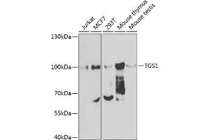 Western blot analysis of extracts of various cell lines, using TGS1 antibody (ABIN6132398, ABIN6149101, ABIN6149102 and ABIN6223823) at 1:1000 dilution. (TGS1 Antikörper  (AA 714-853))