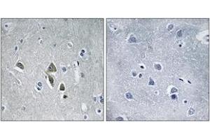 Immunohistochemistry analysis of paraffin-embedded human brain tissue, using OAZ1 Antibody. (OAZ1 Antikörper  (AA 14-63))