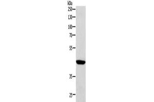 Western Blotting (WB) image for anti-SRY (Sex Determining Region Y)-Box 7 (SOX7) antibody (ABIN2422178) (SOX7 Antikörper)