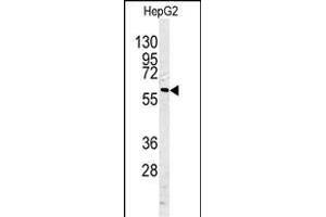Western blot analysis of CASP10 antibody (Center) (ABIN388121 and ABIN2846315) in HepG2 cell line lysates (35 μg/lane). (Caspase 10 Antikörper  (AA 164-192))