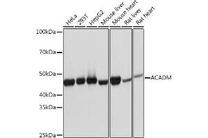Western blot analysis of extracts of various cell lines, using ACADM Rabbit mAb (ABIN1678538, ABIN3019056, ABIN3019057 and ABIN7101707) at 1:1000 dilution. (Medium-Chain Specific Acyl-CoA Dehydrogenase, Mitochondrial Antikörper)