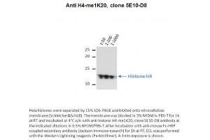 Image no. 1 for anti-Histone H4 (meLys20) antibody (ABIN1042605) (Histone H4 Antikörper  (meLys20))