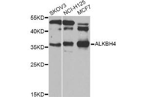 Western blot analysis of extracts of various cell lines, using ALKBH4 Antibody (ABIN5974944) at 1/1000 dilution. (ALKBH4 Antikörper)