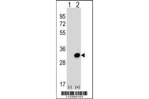 Western Blotting (WB) image for anti-Secretagogin, EF-Hand Calcium Binding Protein (SCGN) (AA 54-84), (N-Term) antibody (ABIN5534677)