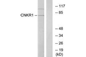 Western blot analysis of extracts from COLO205 cells, using CNKR1 Antibody. (CNKSR1 Antikörper  (AA 491-540))