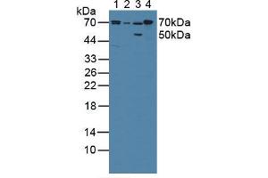 Western blot analysis of (1) Porcine Liver Tissue, (2) Porcine Large Intestine Tissue, (3) Rat Stomach Tissue and (4) Rat Liver Tissue. (POR Antikörper  (AA 77-518))