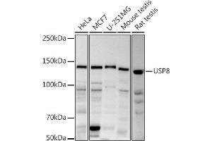 Western blot analysis of extracts of various cell lines, using (ABIN6132776, ABIN6150035, ABIN6150036 and ABIN6222811) at 1:1000 dilution. (USP8 Antikörper  (AA 1-270))