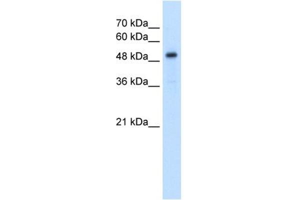 SLC1A5 Antikörper  (Middle Region)