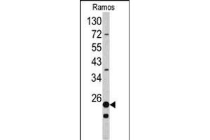 Western blot analysis of RPS9 antibody (C-term) (ABIN390552 and ABIN2840887) in Ramos cell line lysates (35 μg/lane).