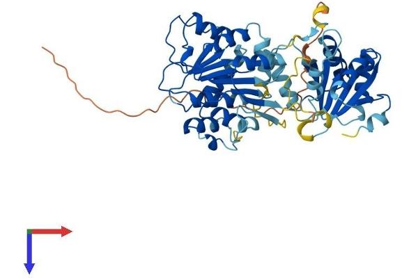 DDX25 Protein (AA 1-483) (His tag)