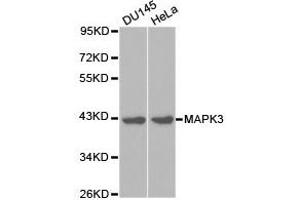 Western Blotting (WB) image for anti-Mitogen-Activated Protein Kinase 3 (MAPK3) antibody (ABIN1873627) (ERK1 Antikörper)