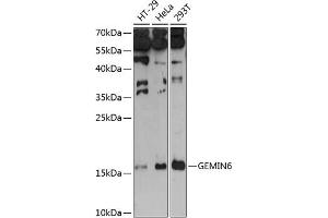 Western blot analysis of extracts of various cell lines, using GEMIN6 antibody (ABIN6132028, ABIN6141054, ABIN6141055 and ABIN6215987) at 1:3000 dilution.
