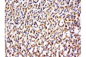 Formalin-fixed and paraffin embedded rat stomach labeled with Anti-FBXO48 Polyclonal Antibody, Unconjugated  at 1:500 followed by conjugation to the secondary antibody and DAB staining. (FBXO48 Antikörper  (AA 61-155))