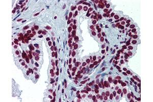 Anti-RPS6KA2 / RSK3 antibody IHC of human prostate.