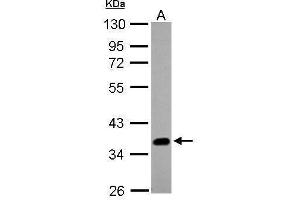 WB Image Sample (20 ug of whole cell lysate) A: A431 , 10% SDS PAGE antibody diluted at 1:1000 (SOX2 Antikörper)