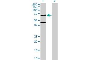 Western Blot analysis of RBPJ expression in transfected 293T cell line by RBPJ MaxPab polyclonal antibody.