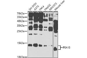 Western blot analysis of extracts of various cell lines, using PE antibody (ABIN6132375, ABIN6145424, ABIN6145425 and ABIN6225293) at 1:1000 dilution. (PEA15 Antikörper  (AA 1-130))