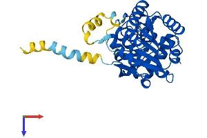 RDH11 Protein (AA 1-316) (His tag)