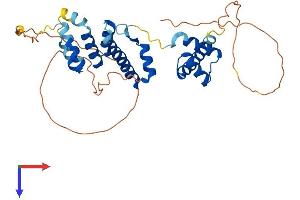 SIX3 Protein (AA 1-332) (His tag)