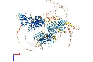 Nischarin Protein (NISCH) (AA 1-1593) (His tag)