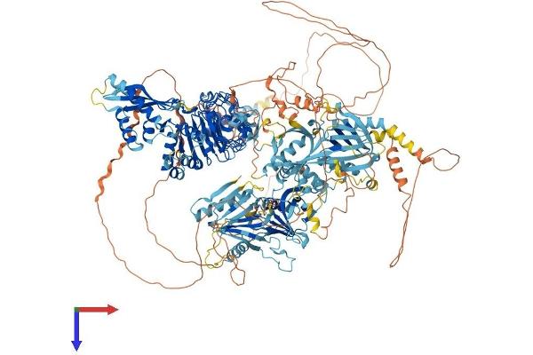 Nischarin Protein (NISCH) (AA 1-1593) (His tag)