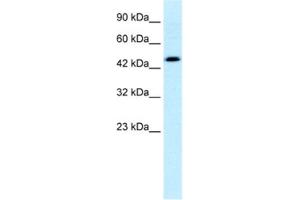 Western Blotting (WB) image for anti-Calreticulin (CALR) antibody (ABIN2460177) (Calreticulin Antikörper)