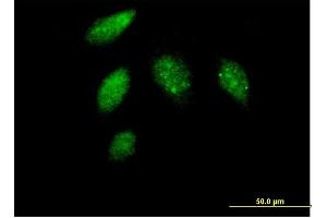 Immunofluorescence of purified MaxPab antibody to CCNG1 on HeLa cell. (Cyclin G1 Antikörper  (AA 1-295))