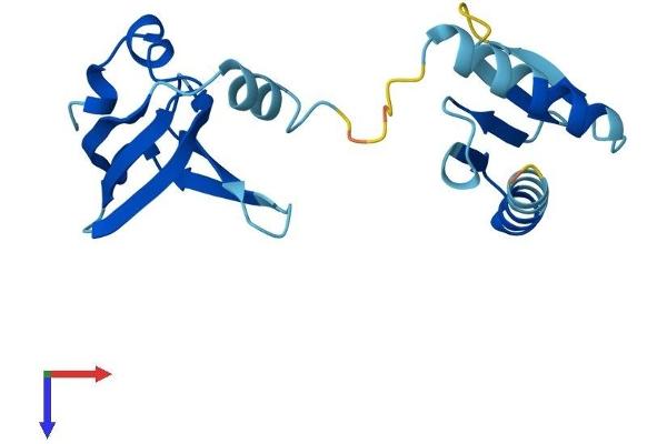 GEMIN6 Protein (AA 1-166) (His tag)