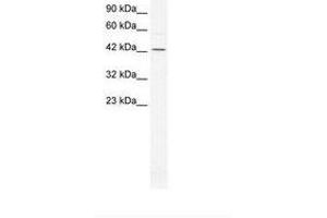 Image no. 1 for anti-General Transcription Factor IIA, 1-Like (GTF2A1L) (AA 86-135) antibody (ABIN6736279) (GTF2A1L Antikörper  (AA 86-135))