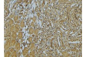 ABIN6273032 at 1/100 staining Mouse kidney tissue by IHC-P. (AP1M1 Antikörper  (Internal Region))