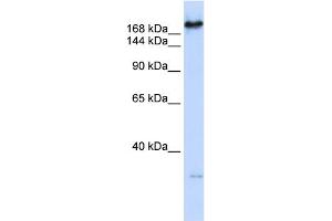 WB Suggested Anti-CAD Antibody Titration:  0. (CAD Antikörper  (C-Term))
