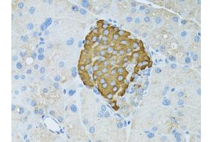 Immunohistochemistry of paraffin-embedded rat pancreas using TEFM antibody. (TEFM Antikörper)