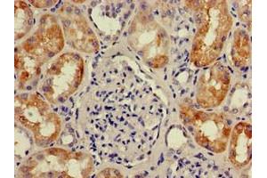 Immunohistochemistry of paraffin-embedded human kidney tissue using ABIN7166170 at dilution of 1:100 (Chromosome 1 Open Reading Frame 84 (C1orf84) (AA 2396-2517) Antikörper)