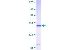 MRPS12 Protein (AA 1-138) (GST tag)