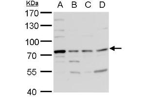 WB Image TDP1 antibody [N1N3] detects TDP1 protein by western blot analysis.