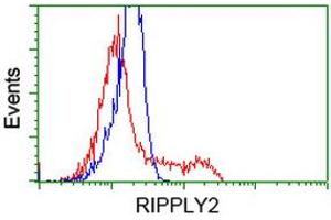HEK293T cells transfected with either RC220725 overexpress plasmid (Red) or empty vector control plasmid (Blue) were immunostained by anti-RIPPLY2 antibody (ABIN2453597), and then analyzed by flow cytometry. (RIPPLY2 Antikörper)