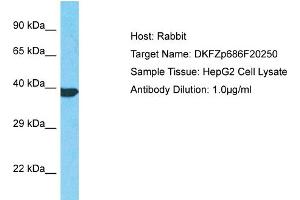 Host: Rabbit Target Name: DKFZp686F20250 Sample Type: HepG2 Whole Cell lysates Antibody Dilution: 1. (DKFZp686F20250 (C-Term) Antikörper)