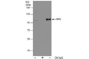 IP Image Immunoprecipitation of KHS protein from 293T whole cell extracts using 5 μg of KHS antibody, Western blot analysis was performed using KHS antibody, EasyBlot anti-Rabbit IgG  was used as a secondary reagent. (MAP4K5 Antikörper)