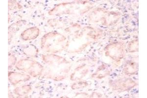 Immunohistochemistry of paraffin-embedded human kidney tissue using ABIN7155434 at dilution of 1:100 (Histone H3.3 Antikörper  (AA 2-136))