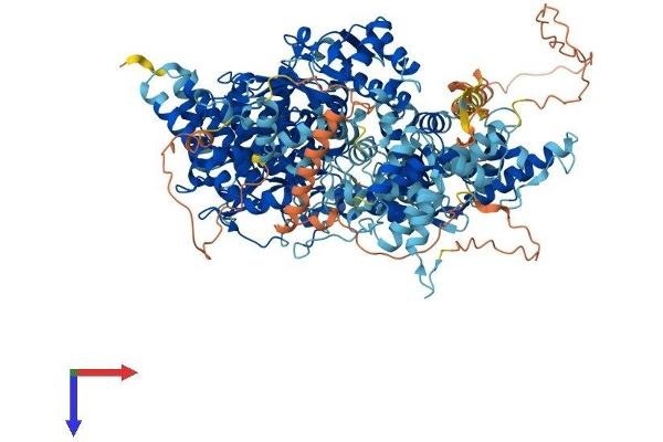 PHKA1 Protein (AA 1-1241) (His tag)