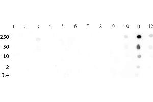 Histone H3 dimethyl Lys27 antibody tested by dot blot analysis.
