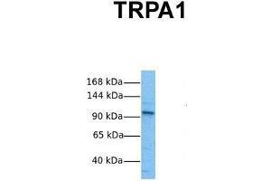 Host:  Rabbit  Target Name:  TRPA1  Sample Tissue:  Human HepG2  Antibody Dilution:  1. (TRPA1 Antikörper  (Middle Region))