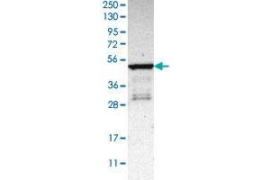 Western blot analysis of Human cell line RT-4 with PLEKHA1 polyclonal antibody  at 1:100-1:250 dilution.