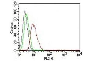 Flow Cytometry testing of MCF-7 cells. (Cyclin D1 Antikörper)