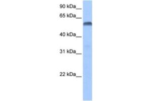 Western Blotting (WB) image for anti-Paired Box 3 (PAX3) antibody (ABIN2460469) (Paired Box 3 Antikörper)