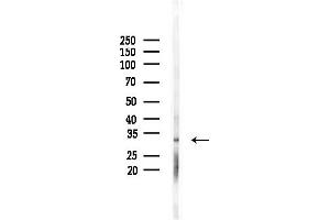anti-Esterase D (ESD) (Internal Region) antibody